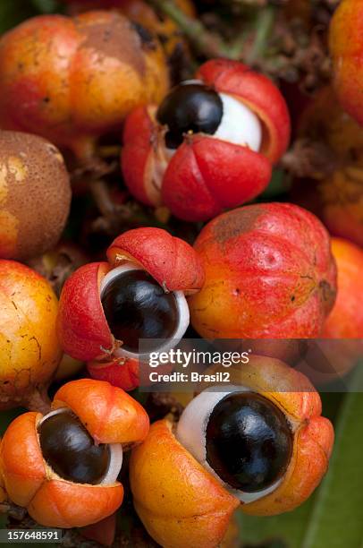 close-up of orange-red colorful guarana fruit - guarana stock pictures, royalty-free photos & images