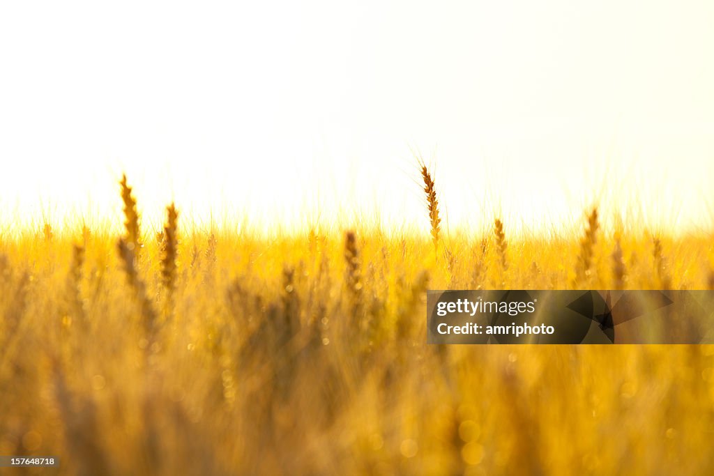 Hot evening in corn field