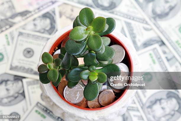 investment saving - money tree stock pictures, royalty-free photos & images