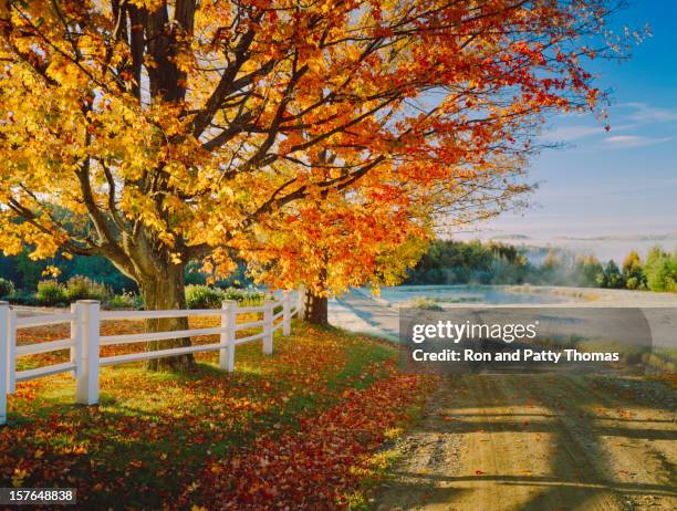 paese strada in terra battuta con fogliame autunnale in vermont - maple tree foto e immagini stock