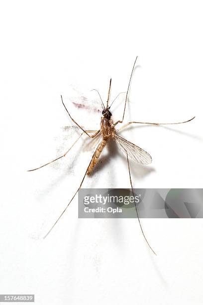 squashed mosquito - mosquito fotografías e imágenes de stock