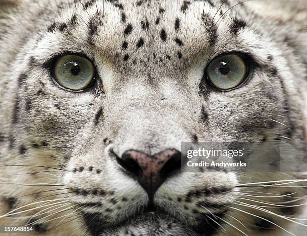 snow leopard primer plano (uncia unc. - snow leopard fotografías e imágenes de stock