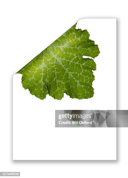 paper curling showing green leaf - bent leaf stock pictures, royalty-free photos & images