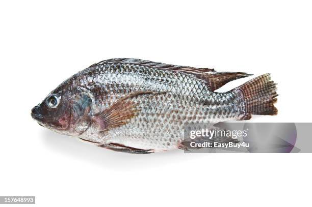 tilapia fish - tilapia stock pictures, royalty-free photos & images