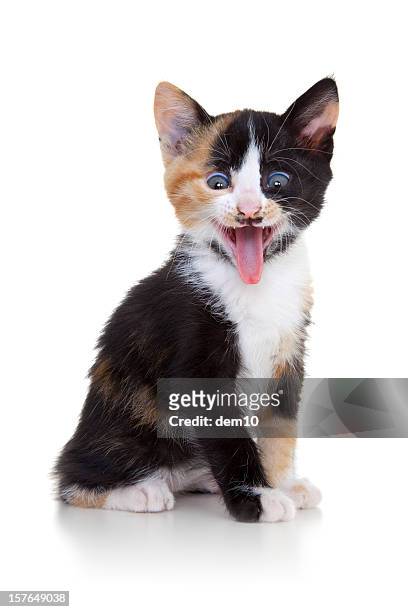kitten on white background - cat sticking out tongue stock pictures, royalty-free photos & images