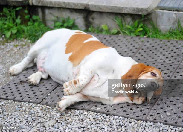 gros chien allongé sur le sol avec de lutte contre l'obésité - overweight dog photos et images de collection