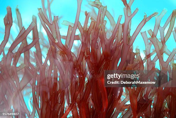 partially submerged red branch seaweed clear water full frame background - red seaweed stock pictures, royalty-free photos & images