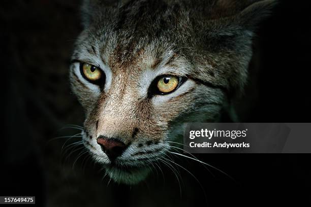 lynx in the dark - dark panthera stock pictures, royalty-free photos & images