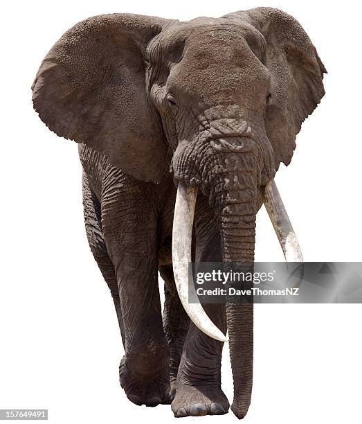 african elephant clipped - elephant tusk stock pictures, royalty-free photos & images