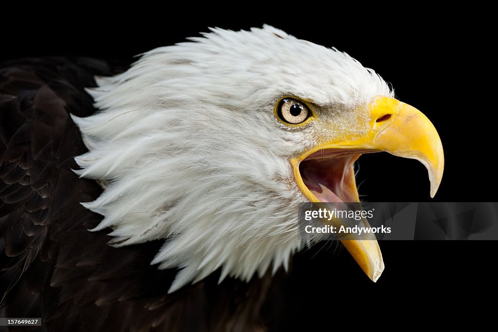 Sie Bald Eagle (Haliaeetus leucocephalus