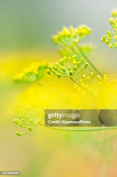 aneto (anethum graveolens fiori-iv - dill foto e immagini stock
