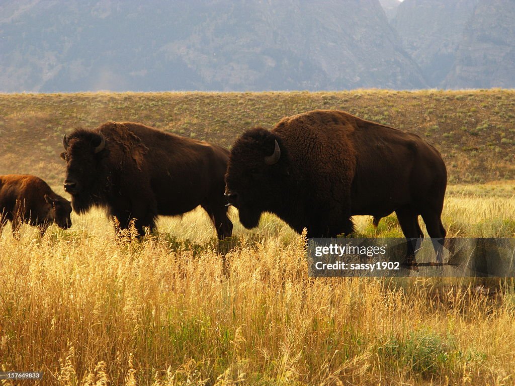 Famiglia di bisonte Buffalo