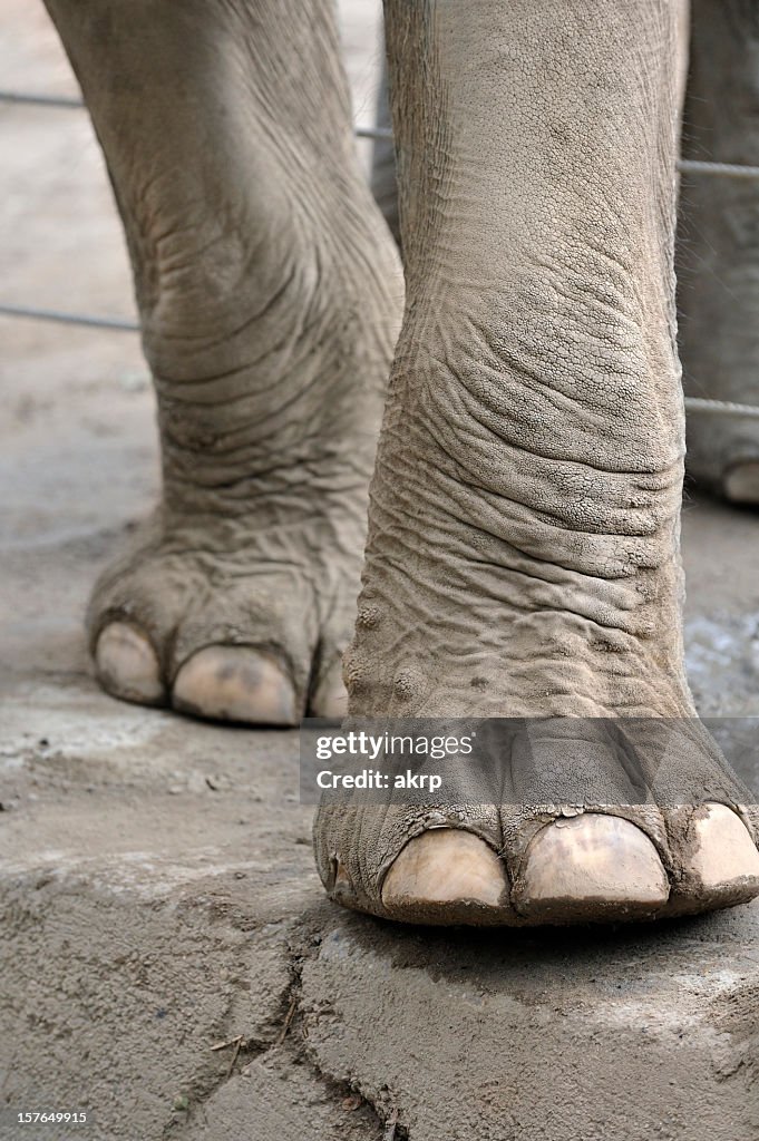 Close-up photo of elephant legs and feet