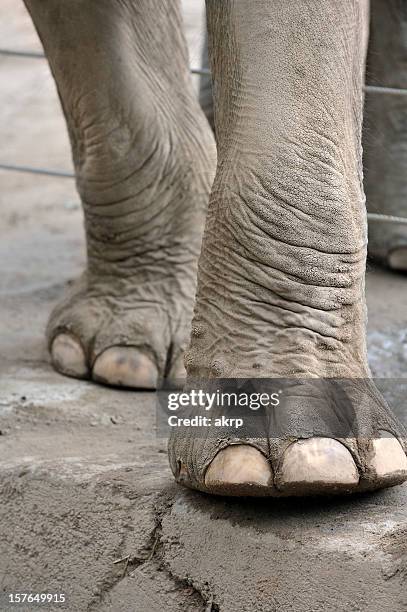 close-up photo of elephant legs and feet - elephant foot stock pictures, royalty-free photos & images