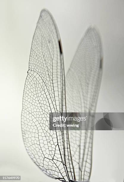 macro libélula alas - damselfly fotografías e imágenes de stock