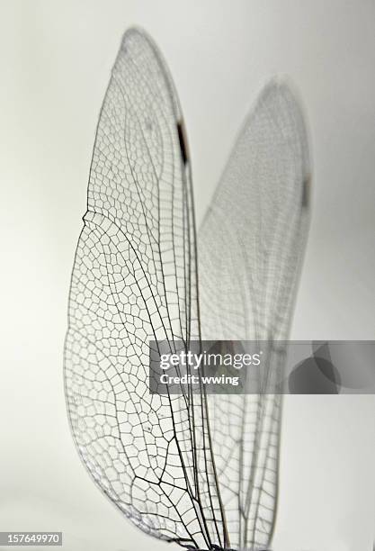 macro dragonfly wings - damselfly stockfoto's en -beelden