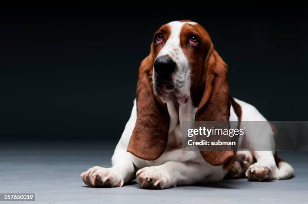 droopy eyed basset - drooping 個照片及圖片檔