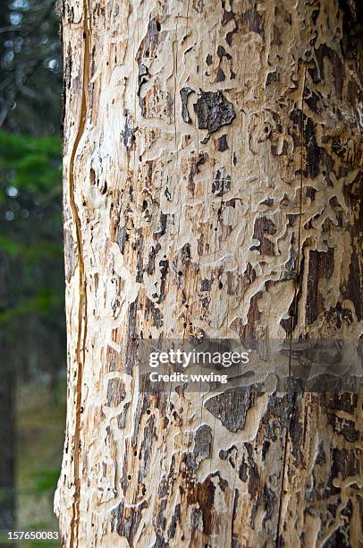 pine beetle damage - longhorn beetle stock pictures, royalty-free photos & images