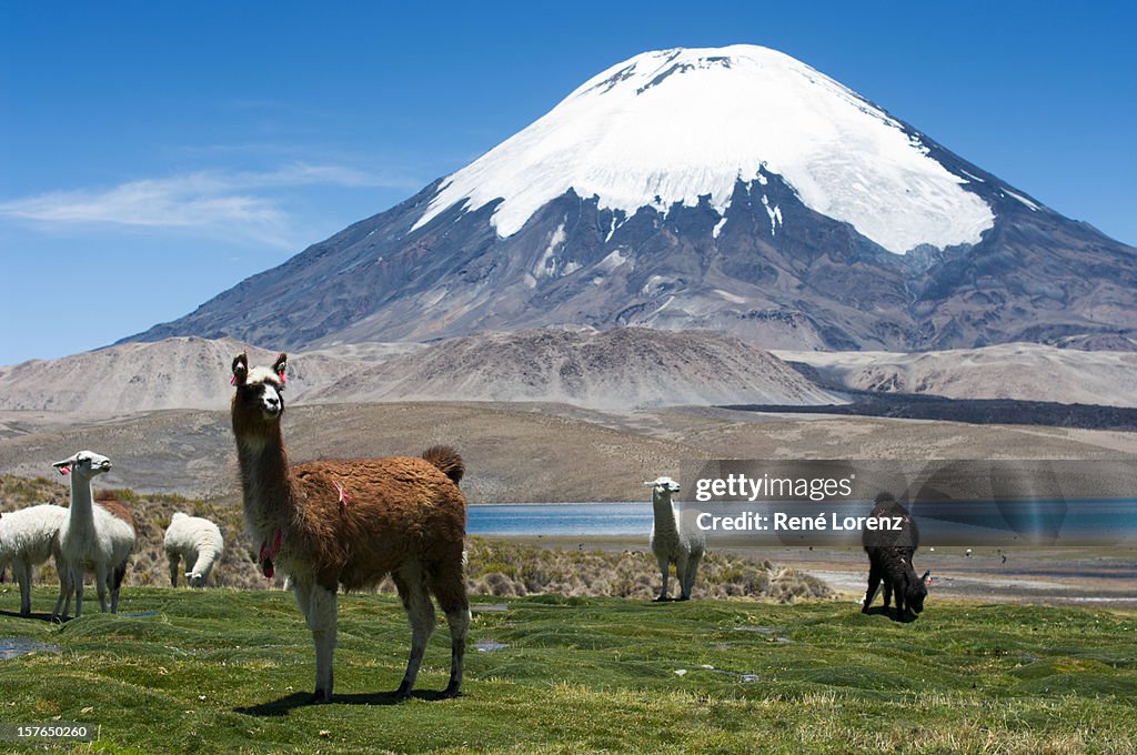 Vulcano Parinacota