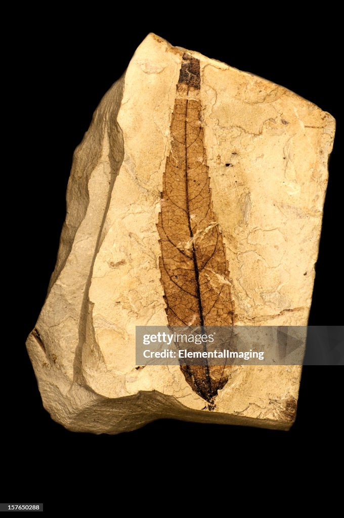 História Natural Fossilized folha isolada em preto