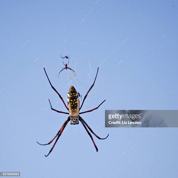 madagascan golden orb spider (nephila madagascariensis) female and male - orb web spider stock pictures, royalty-free photos & images