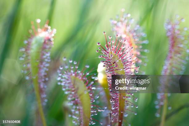 sundew - sundew stock pictures, royalty-free photos & images