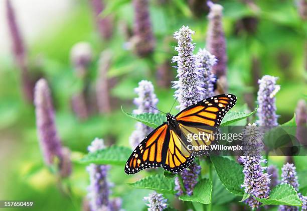 mariposa monarca (danaus plexippus) en flor de lavanda anís hisopo - lavender color fotografías e imágenes de stock