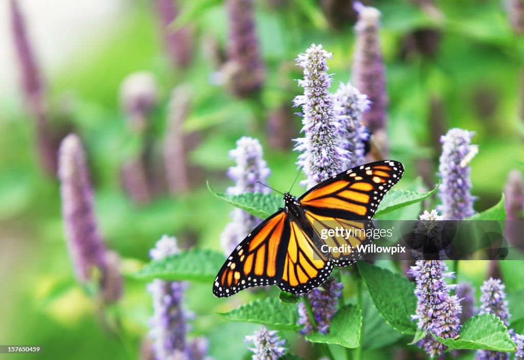 Monarch Butterfly (Danaus plexippus) on Lavender Anise Hyssop Blossom