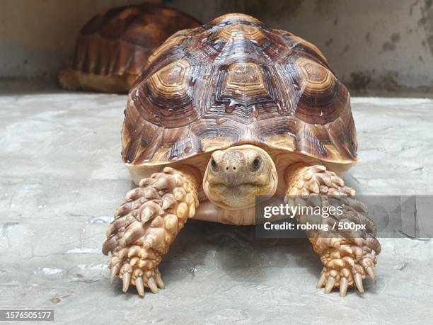 Present Tortoise Shell Closeup Of Leopard African Spurred Tortoise Shell On Floor High-Res ...