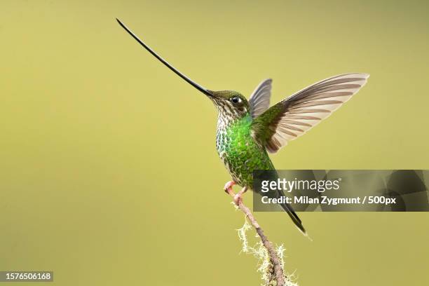 close-up of hummingtropical bird flying outdoors - colibrí de pico espada fotografías e imágenes de stock