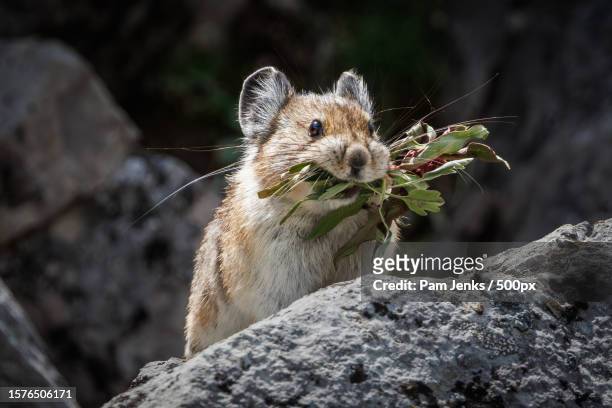 close-up of squirrel on rock - pika foto e immagini stock