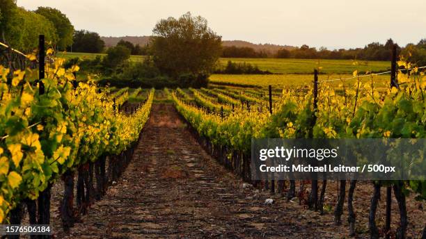 scenic view of vineyard against sky - wijngaard stockfoto's en -beelden