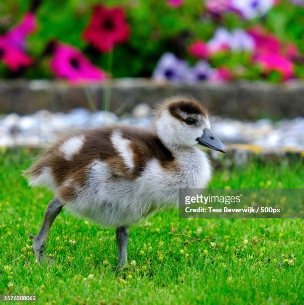 close-up of duck perching on grass - duckling foto e immagini stock