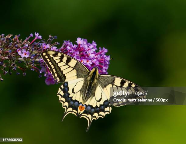 close-up of butterfly pollinating on purple flower - farfalla a coda di rondine foto e immagini stock
