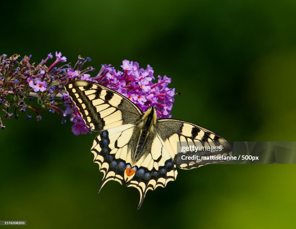 Close-up of butterfly pollinating on purple flower