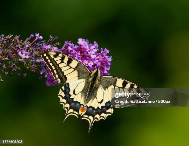 close-up of butterfly pollinating on purple flower - swallowtail butterfly stock pictures, royalty-free photos & images