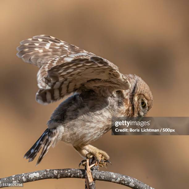 162 Food Chain Of An Owl Stock Photos High Biology Diagrams