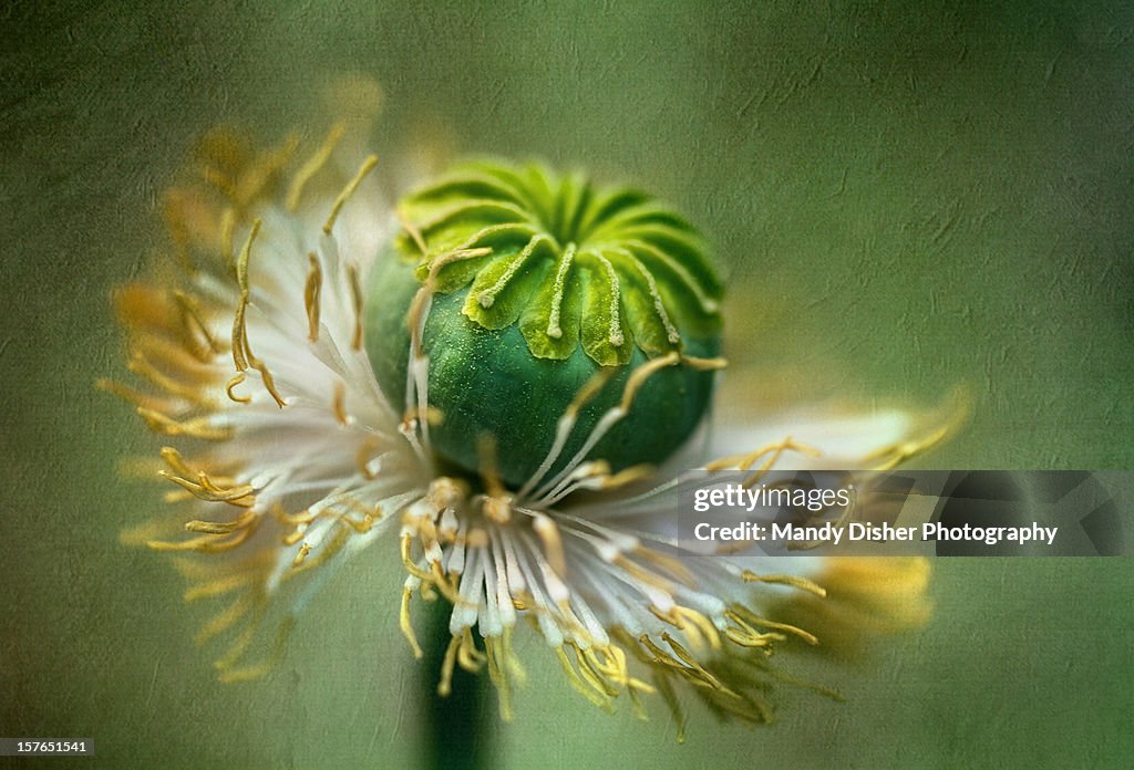 Poppy twirl