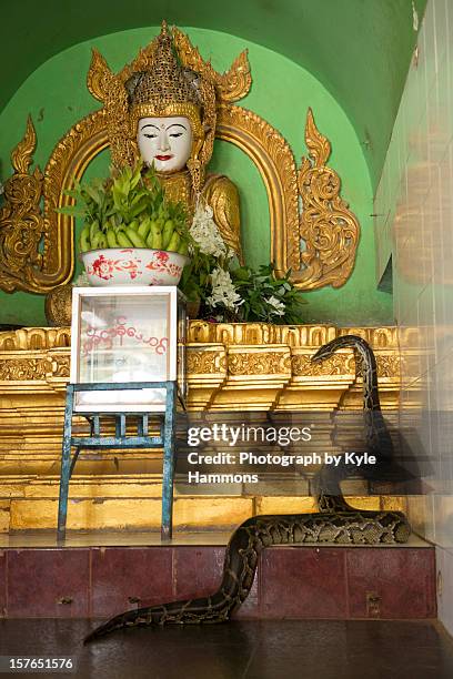 Burma's Holy Python 62 Python Temple Stock Photos, High-Res Pictures, and Images - Getty Images