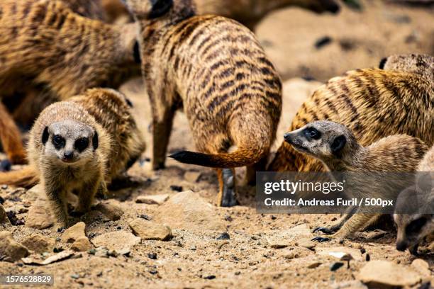 close-up of meerkat on sand - erdmännchen stock pictures, royalty-free photos & images