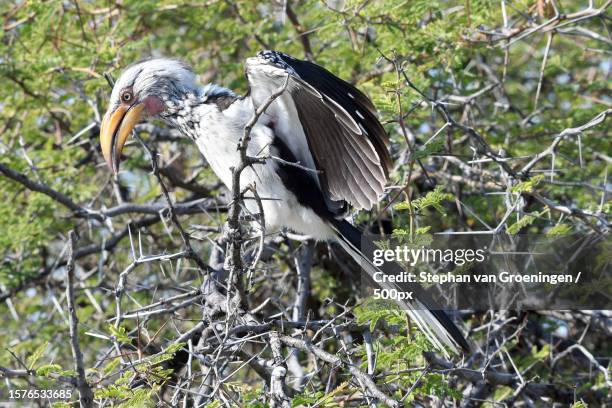 close-up of hornbill perching on tree - african grey hornbill stock pictures, royalty-free photos & images