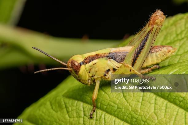Grillo Insect 19.067 Grillo Stock Photos, High-Res Pictures, and Images - Getty Images