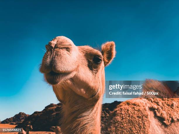 low angle view of dromedary camel against clear blue sky - camello dromedario fotografías e imágenes de stock