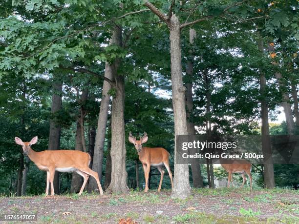 two deer standing on field,stony brook,new york,united states,usa - stony brook stock pictures, royalty-free photos & images