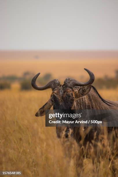 side view of buffalo standing on grassy field against sky during sunset - wildebeest stock pictures, royalty-free photos & images