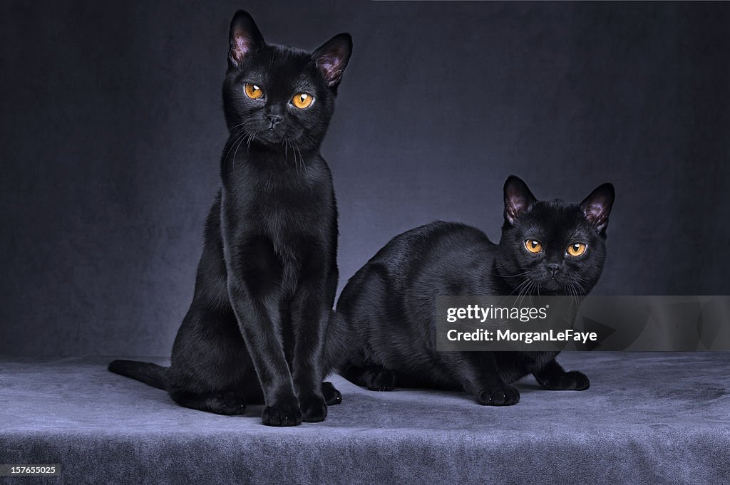 Schwarze Katzen