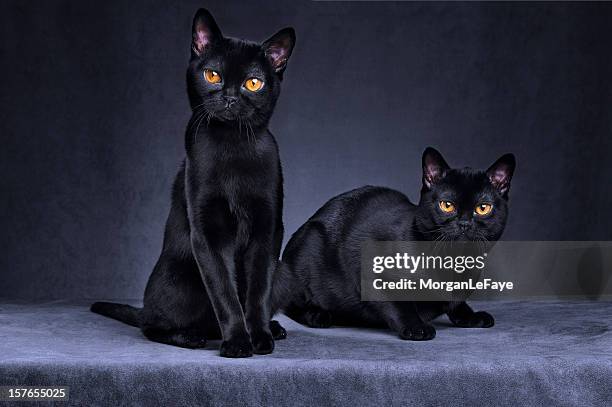 negro gatos - burmese cat fotografías e imágenes de stock