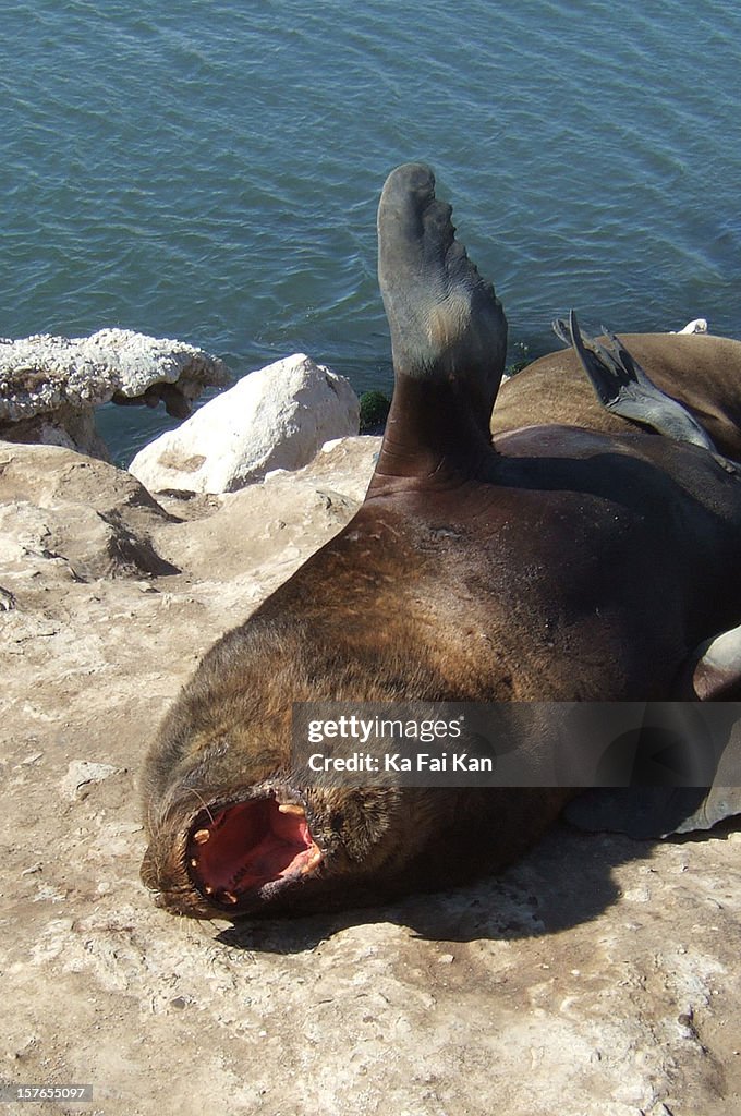 Sea lion