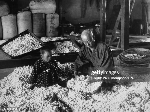 Father and daughter, both wearing kimonos, sort through thousands of silkworm cocoons for supplies to be taken to market, Japan, circa 1925.