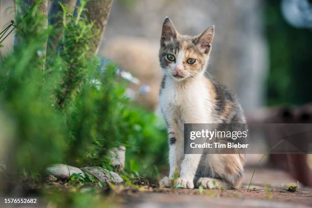 small cat sitting, - to play cat and mouse stock pictures, royalty-free photos & images